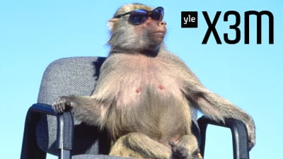 En apa i solglasögon som sitter på en kontorsstol.