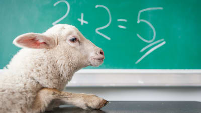 Ett lamm vid en skolbänk.