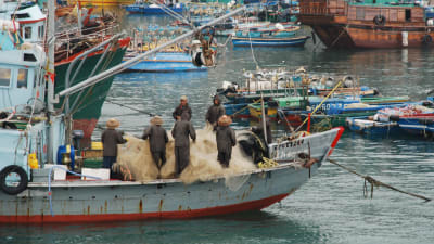 I Hongkong har en del yrkesfiskare börjat fiska med traditionella, ekologiskt hållbara metoder. Det anses inge hopp om en bättre framtid för haven.