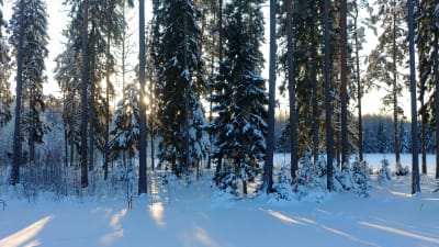 Solen lyser genom en snöig skog. 