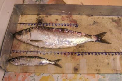 Två olika storleks strömming som mäts i samband med forskning.