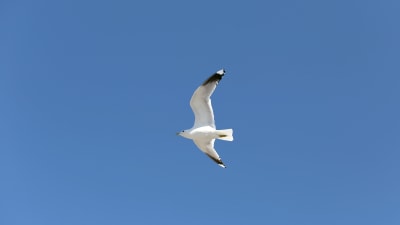 Mås flyger på himlen.