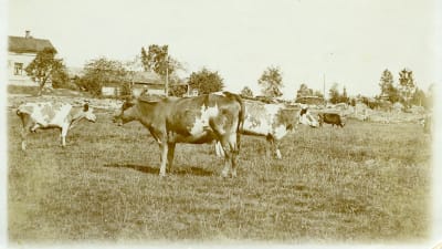 Kor på bete. I bakgrunden boningshus och en stengärdsgård.Tidigt 1900-tal.