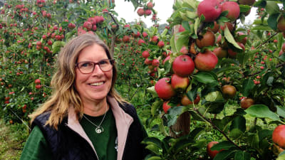 Karin Arfman, en medelålders kvinna med brunt hår och glasögon, står vid äppelodlingarna vid Söderlångvik gård.