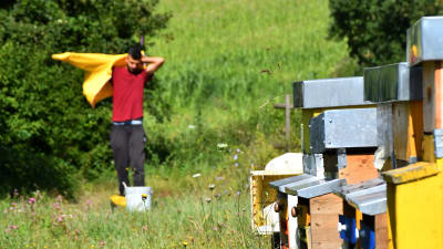 Bikupornas färger hjälper bina att hitta hem efter att ibland ha flugit så mycket som tre kilometer. Här går Luca på ängen och drar på sig skyddsutrustningen.