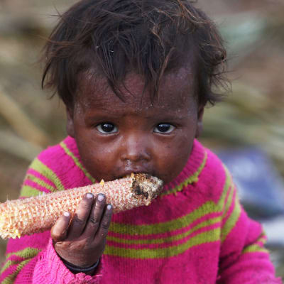 Barn äter majskolv i Srinagar i indiska Kashmir.