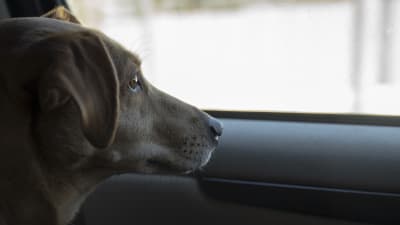 Hunden Lucky tittar ut genom bilfönstret.