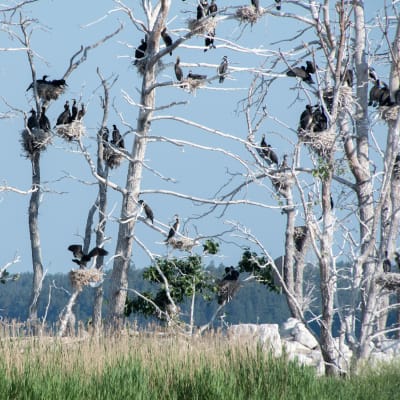 Skarvar sitter i sina bon på trädtopparna på en ö. Träden är vita av allt bajs.