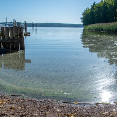 Cyanobakterier i vatten vid en strand vid en båtbrygga. 