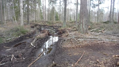 Skogsmaskiner har lämnat djupa spår i terrängen i en skog i Kristinestad.