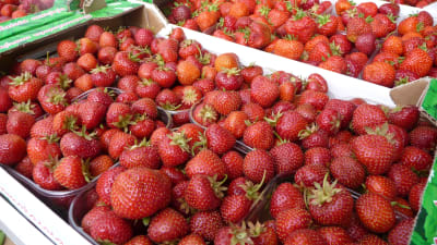 Flera askar med jordgubbar i större låda.