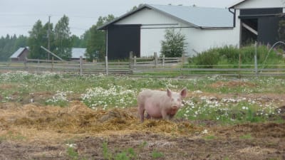 En gris på en ekologisk svingård i Övermark.