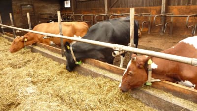 Kor äter hö i ladugård.