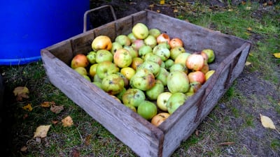 Fallfrukt från äppelträden på Änglagård