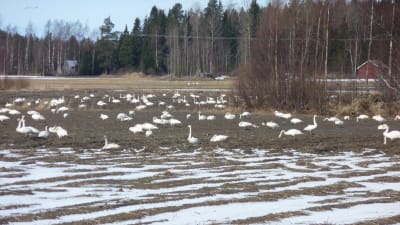 Svanar på potatisåker i Härkmeri