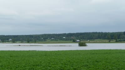 Översvämmad odling i Kristinestad.
