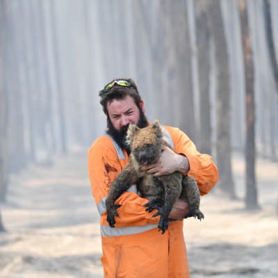 Räddningsarbetare som räddar en koala.
