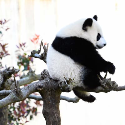 Panda aistuu puun oksalla.