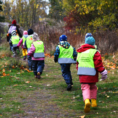 Alla barn i dagisgruppen Valhajarna springer på rad på en stig på Drumsö. Barnen har på sig reflexväst. Höstfärgade löv ligger på marken.