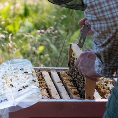Biodling på Nedergård i Borgå