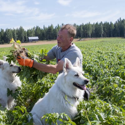 En man håller i och synar en potatisplanta i ett potatisfält. Två hundar sitter bredvid honom.