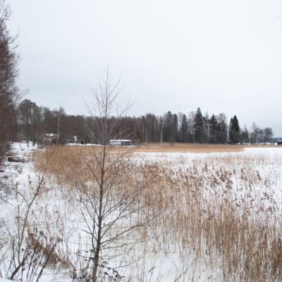 Strandlinje med snöklädda träd, vass och is på havet.