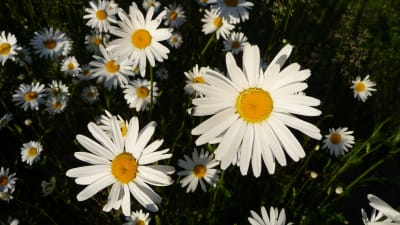 vita blommor med gul mitt