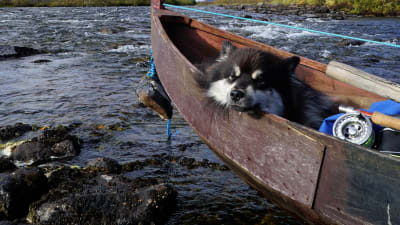 Äijä-koira nukkuu veneessä.