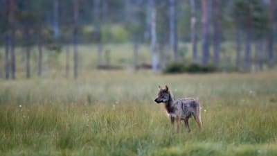 En varg är på äng med gles skog i bakgrunden. 