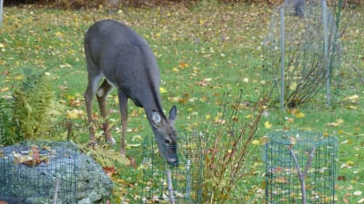 En hjort äter gräs och löv på en gräsmatta. Framför har den buskar ingärdade av nät.