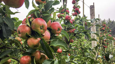 Ljust röda äpplen på äppelträd.