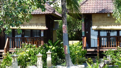 Ett träd där stammen är beklädd med tyg. Bali. Visar att trädet är heligt.