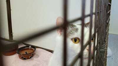 Katt bakom ett galler.