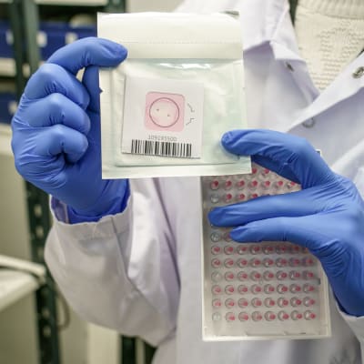 Sylkinäytekortti ja kuoppalevy tutkimusavustajan käsissä Keskusrikospoliisin rikosteknisessä laboratoriossa. 