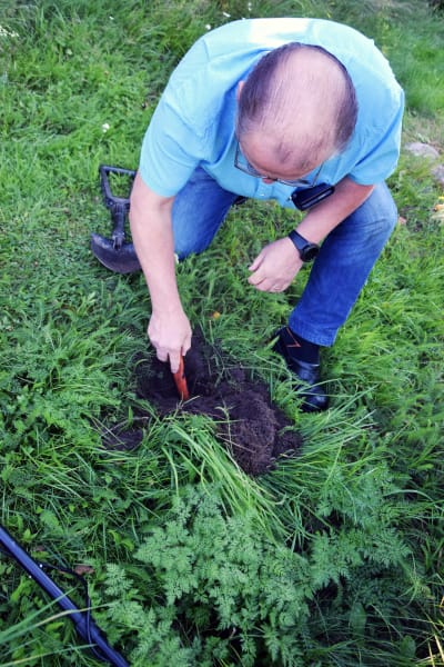 En man letar med en så kallad pointer efter metallföremål i en grop i en gräsmatta.