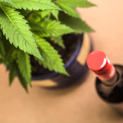 En cannabisplanta och en flaska fin fotade uppifrån.