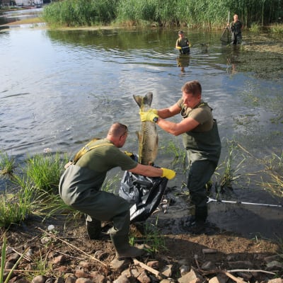 Soldater och brandkår hjälper till med att samla ihop döda fiskar i floden Oder.