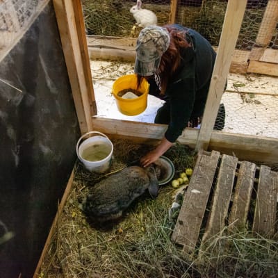 Hanne Rinkinen syöttää Salakannanrannan tilan vanhinta kania, 4-vuotiasta Ramboa.