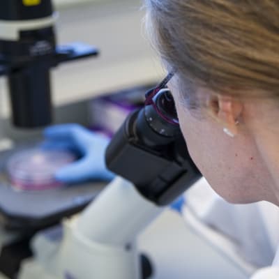 Närbild av kvinna som tittar i ett mikroskop. Kvinnan på bilden är laboratoriemästare Eila Korhonen.