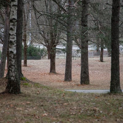 Lappeenrannan arboretumin puita ammattikoulun lämmitettävän kentän vieressä.