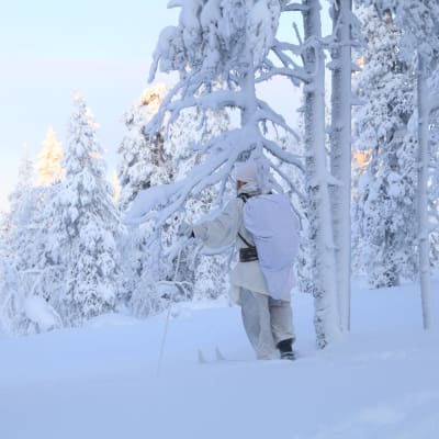Valkoiseen maastopukuun pukeutunut metsästäjä seisoo talvisessa metsässä sukset jalassa