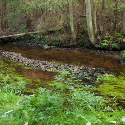 Kuva purosta, johon on lisätty soraa taimenien avuksi.