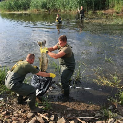 Soldater och brandkår hjälper till med att samla ihop döda fiskar i floden Oder.