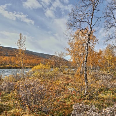 Höstfärger i Kilpisjärvi.