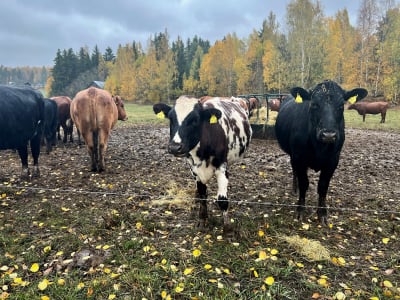 Kor på en åker i fuktigt höstväder.