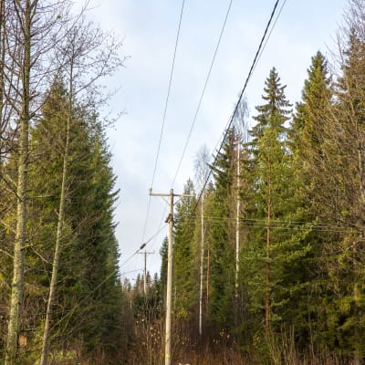 Sähkölinja menee metsässä.