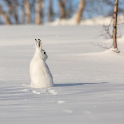 Valkoinen metsäjänis hangella.