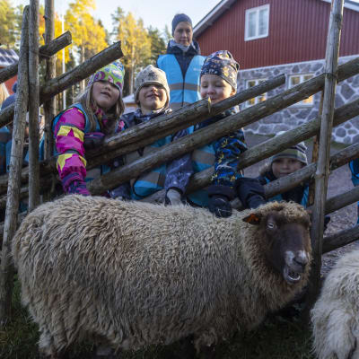 Lapset rapsuttamassa lampaita aitauksen takaa.