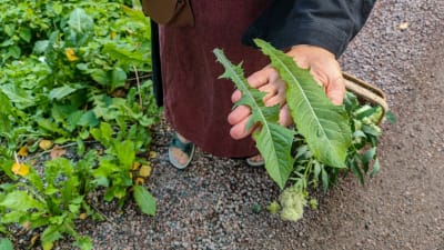 Två maskrosblad i en kvinnas hand.
