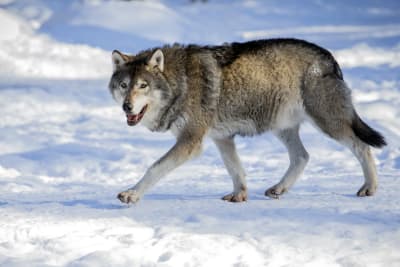 Varg i Etseri djurpark